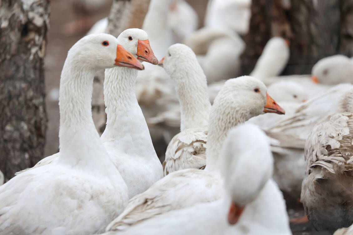 Wegen des »mehrjährigen Einbruchs der Produktion bei Gänsen« dürften die stark erhöhten Preise für die Festtagsgans auf hohem Niveau bleiben. / Foto: IMAGO/Nikito