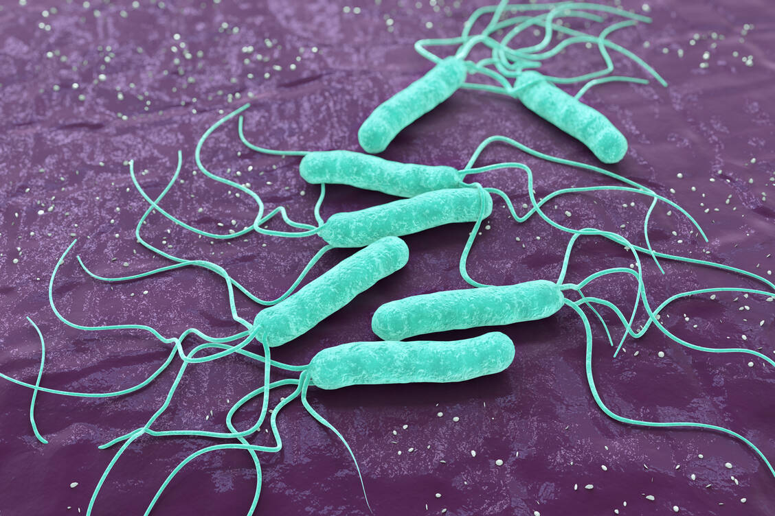 Das Magenbakterium Helicobacter pylori bereitet seinem Wirt oft große Probleme und sollte daher eradiziert werden. Neben zwei Antibiotika gehört auch der Protonenpumpenhemmer Pantoprazol zur Eradikationstherapie. / Foto: Adobe Stock/k_e_n