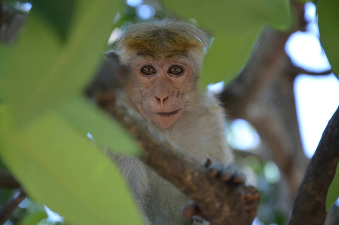 Rhesus-Makaken können sich mit dem HIV-ähnlichen Virus SIV infizieren. Es wird in der Wissenschaft unter anderem genutzt, um neue Ansätze für HIV-Impfstoffe zu erforschen. / Foto: Adobe Stock/Mark Moby
