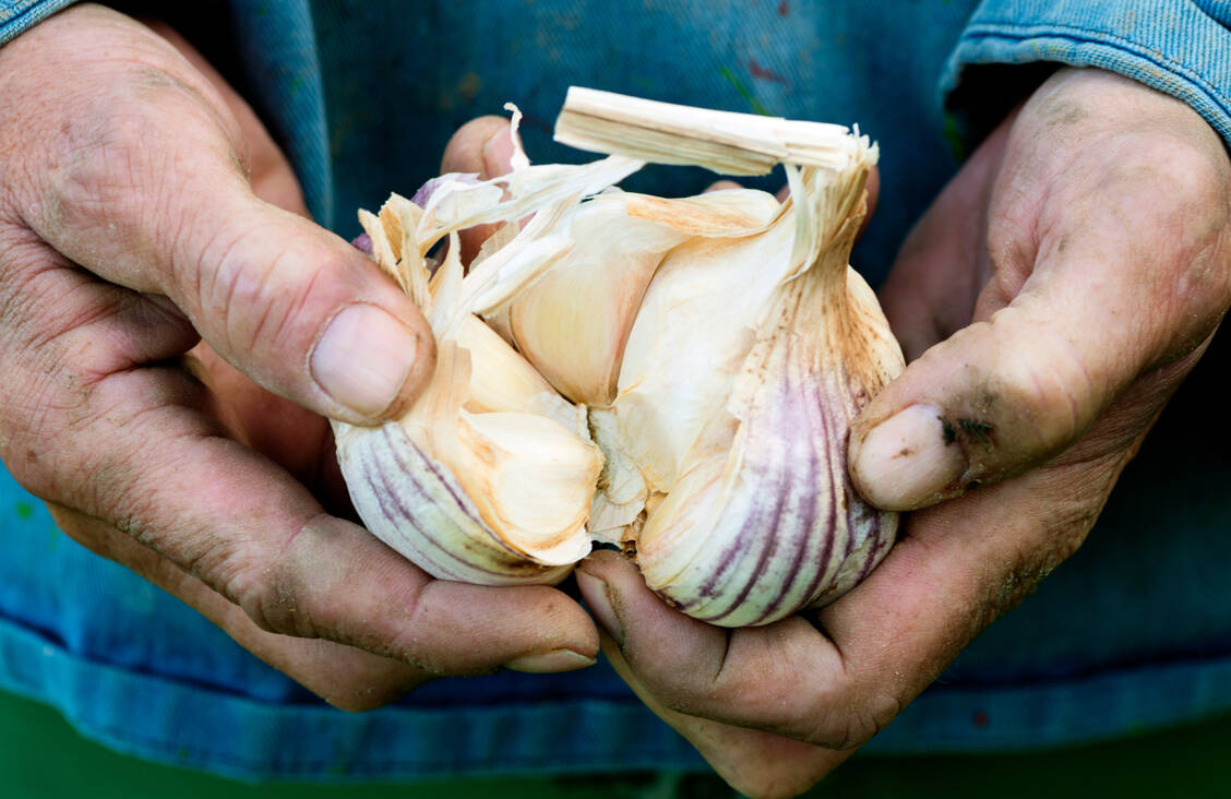Im Knoblauch enthaltene Schwefelverbindungen sollen nicht nur für den Geruch, sondern auch für die Wirkung verantwortlich sein. / © Getty Images/ClarkandCompany
