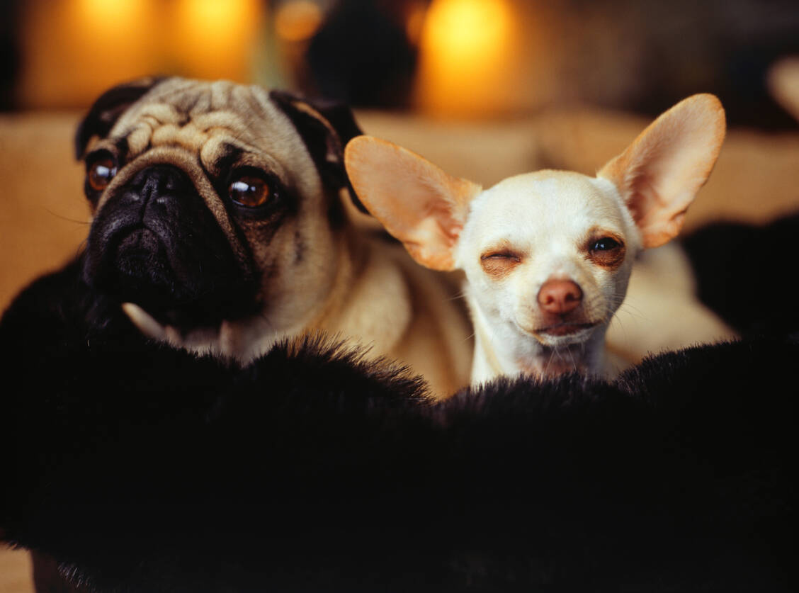 Mops und Chihuahua sind beliebt, tragen jedoch Merkmale der Qualzucht, kritisieren Tierschützer. / Foto: Getty Images/Ryan McVay