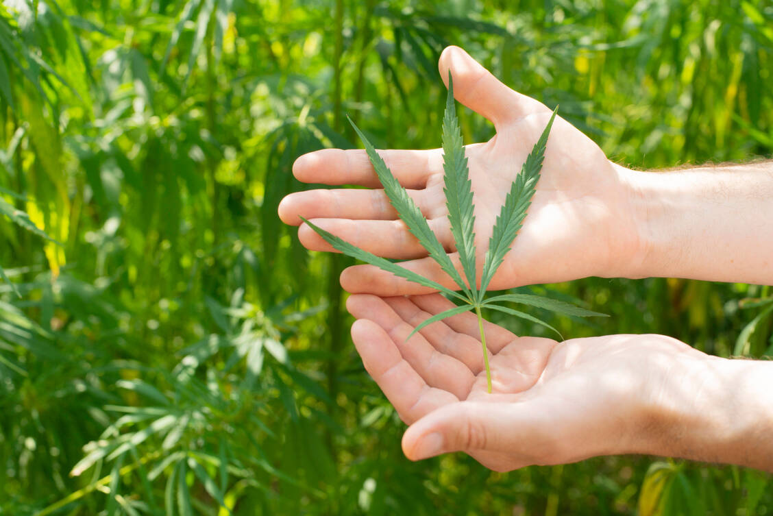 Ein erster Gesetzentwurf zur Cannabis-Legalisierung wird derzeit regierungsintern abgestimmt. Apotheken spielen darin keine Rolle. / Foto: IMAGO/Zoonar