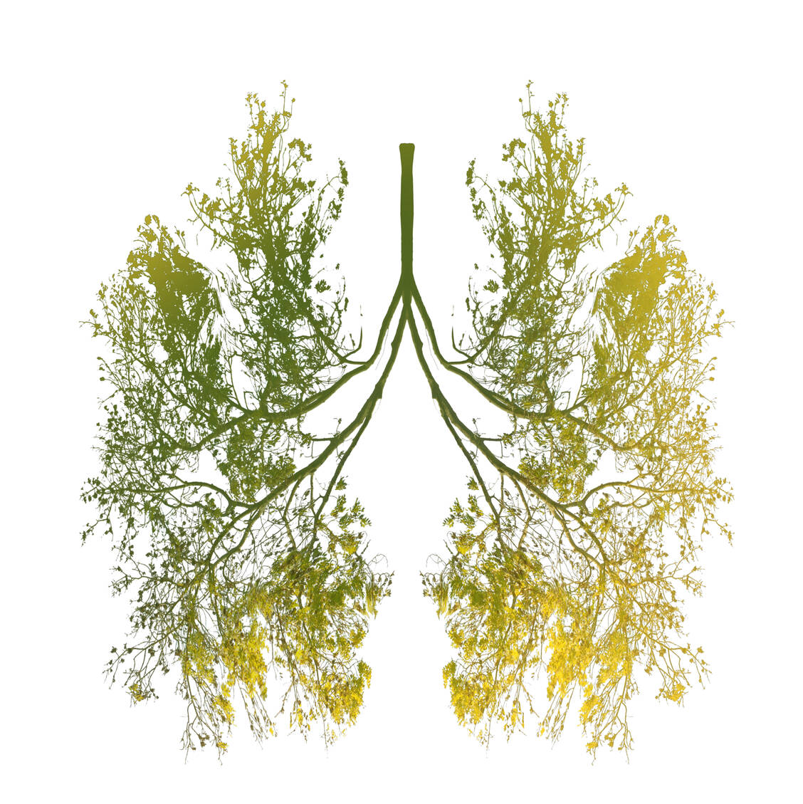 Definierte Pflanzenextrakte verkürzen nachweislich den Krankheitsverlauf einer akuten Bronchitis um etwa zwei Tage.  / Foto: Getty Images/
Kerrick
