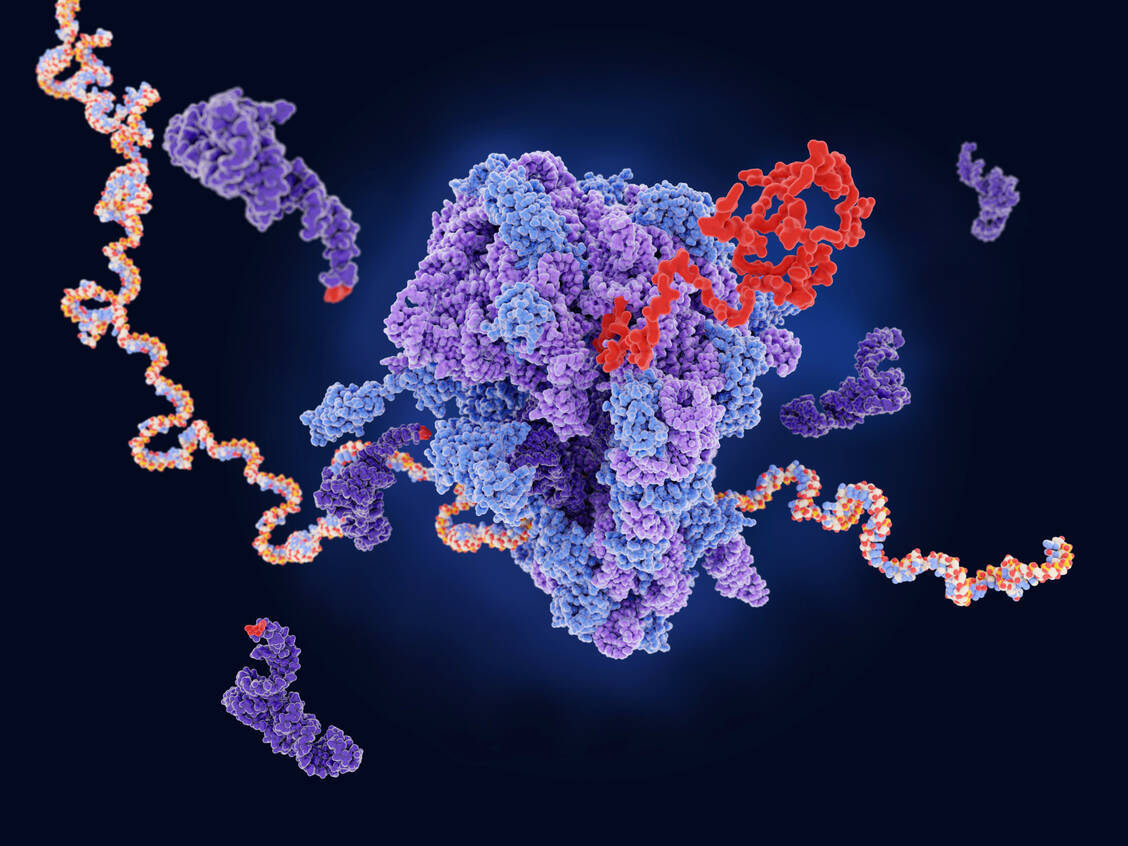 Durch das Ablesen von mRNA-Molekülen am Ribosom werden Proteine gebildet. Bei modifizierter mRNA, wie sie in Coronaimpfstoffen enthalten ist, können selten Ablesefehler auftreten. / Foto: Getty Images/Science Photo Library/Juan Gaertner