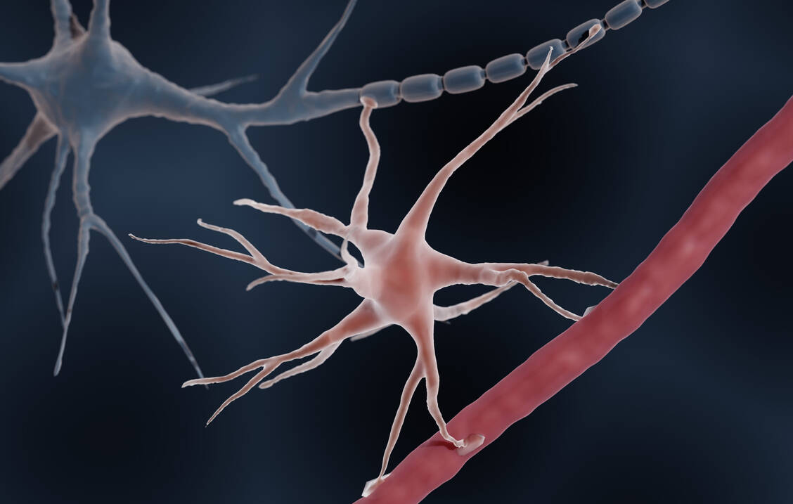 Astrozyten gehören zu den Gliazellen und spielen eine wichtige Rolle bei der Versorgung von Neuronen. / © Getty Images/Artur Plawgo