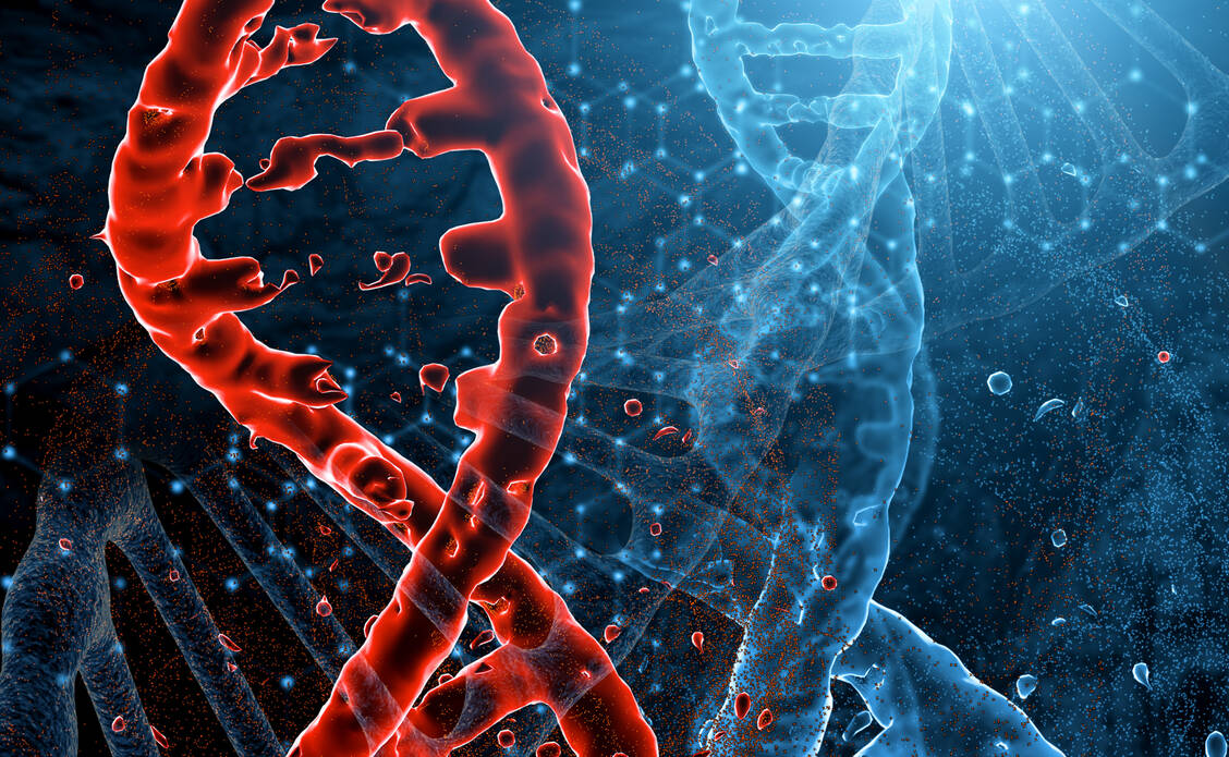 Das Bakterium Acinetobacter baylyi kann DNA aus lysierten Zellen aufnehmen. Diese Eigenschaft nutzten Forschende, um es in einen lebenden Biosensor für Krebs-DNA umzufunktionieren. / Foto: Adobe Stock/vladimircaribb