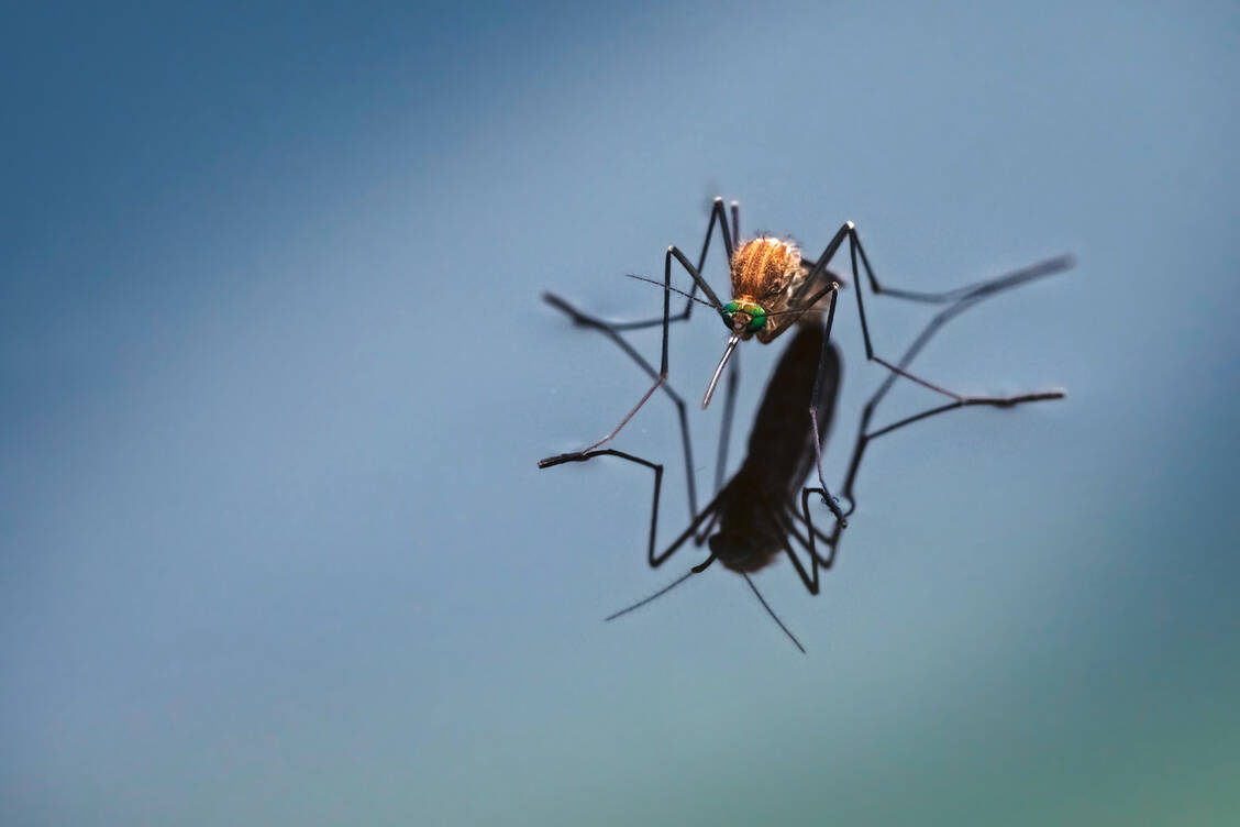 Die in Deutschland verbreitete Gemeine Stechmücke (Culex pipiens) kann den Erreger des West-Nil-Fiebers übertragen.  / Foto: Adobe Stock/Maren Winter