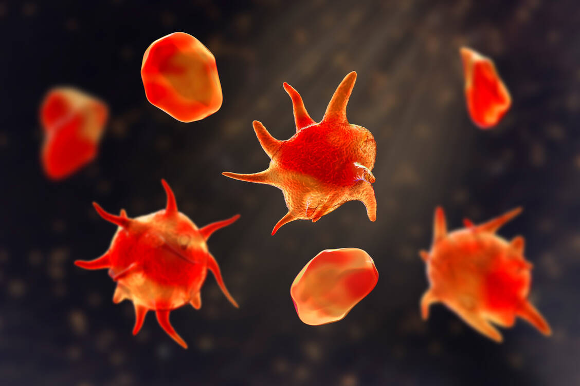 Thrombozyten sind wandelbar: Im nicht aktivierten Zustand sind sie flach und scheibenförmig, während sie bei Aktivierung sogenannte Pseudopodien ausstülpen, die die Oberfläche vergrößern und die Thrombusbildung begünstigen. Für die Blutgerinnung ist eine ausreichend hohe Thrombozytenzahl essenziell. / © Getty Images/Kateryna Kon/Science Photo Library