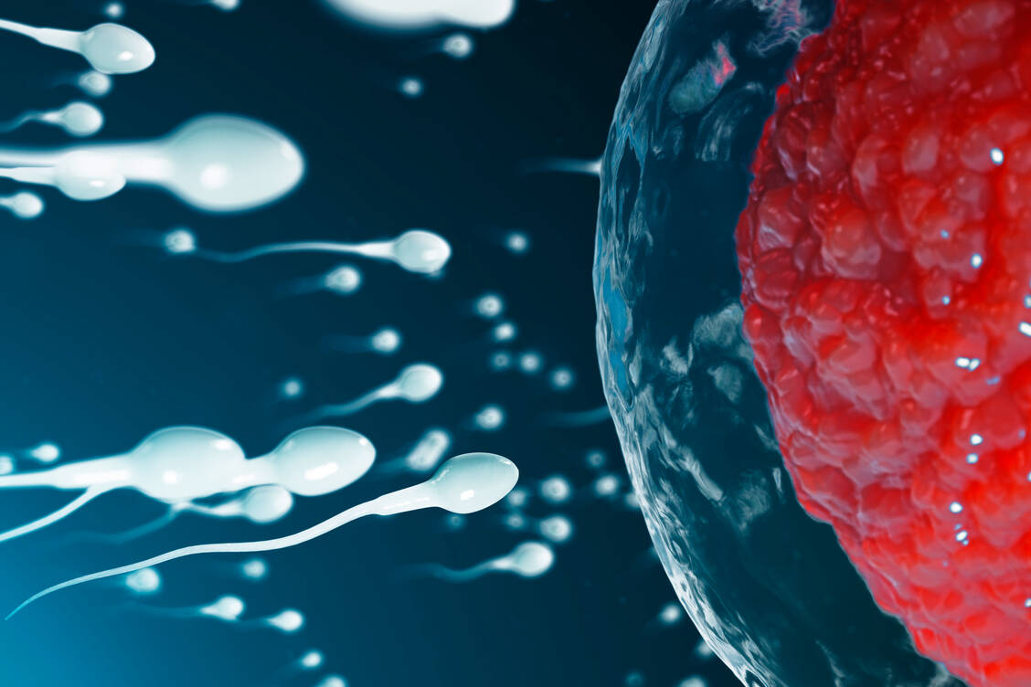 Funktioniert die Idee mit dem Anti-Sperma-Antikörper ZB-06, dringen Spermien gar nicht mehr bis in die Nähe der Eizelle vor. / Foto: Adobe Stock/rost9