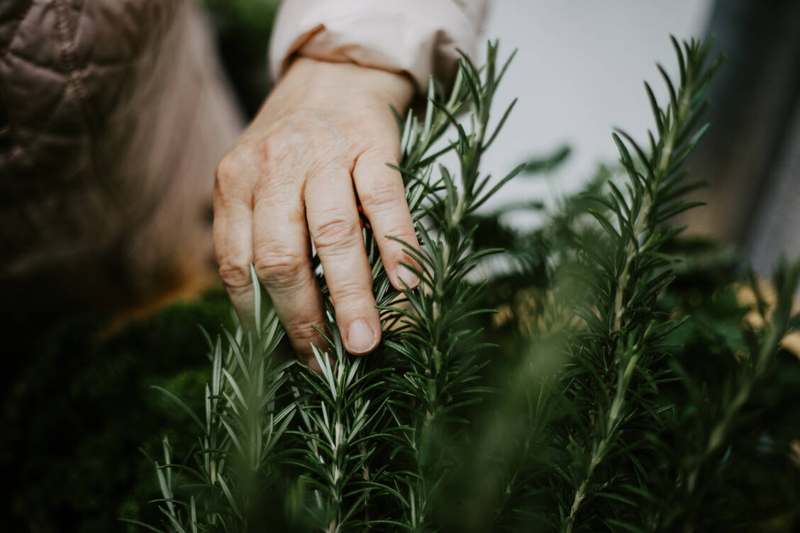 Noch spielen Phytopharmaka in vielen Leitlinien eine untergeordnete Rolle. Mehr patientenorientierte Forschung soll das ändern. / Foto: Getty Images/Lisa Schaetzle