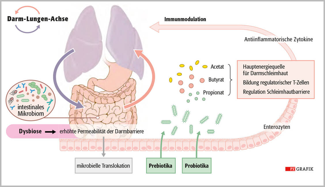 Das Darmgewebe steht in bidirektionalem Austausch mit dem Immunsystem und der Lunge. Grund für den gesundheitlichen Benefit durch pflanzenbasierte und ballaststoffreiche Ernährung sind darin enthaltene, unverdauliche Kohlenhydrate. Diese dienen den Bakterien als Futter, wobei kurzkettige Fettsäuren entstehen. Ein Mangel könnte Atemwegserkrankungen begünstigen. / © PZ/Stephan Spitzer