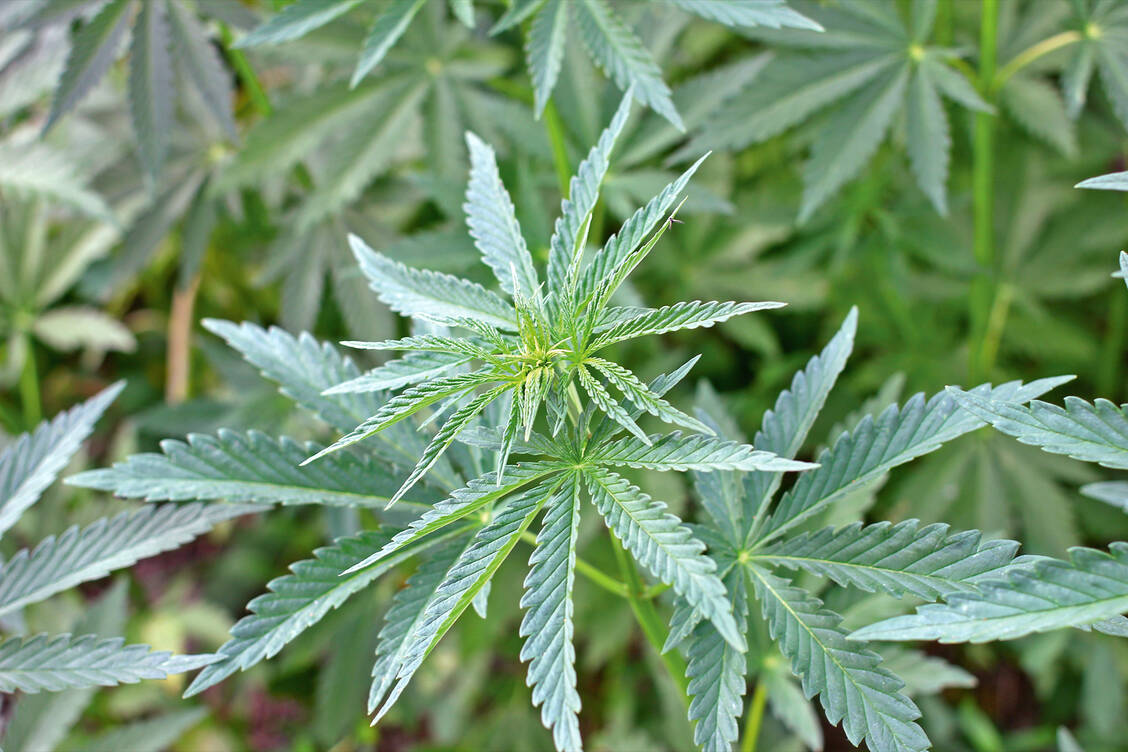 Finanzielle und rechtliche Hindernisse sollen künftig dem Einsatz von Cannabis in der Medizin nicht mehr so sehr im Wege stehen. / Foto: iStockphoto/BurAnd