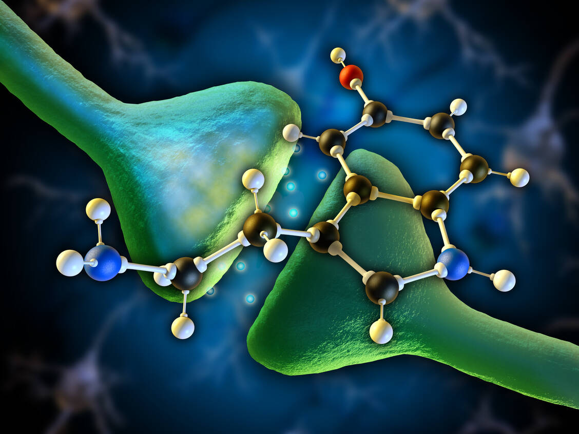 Serotonin ist ein wichtiger Neurotransmitter und Gewebshormon. Bei zu wenig Serotonin sinkt die Stimmung, doch ein Zuviel kann lebensgefährlich werden. / Foto: Adobe Stock/Andrea Danti