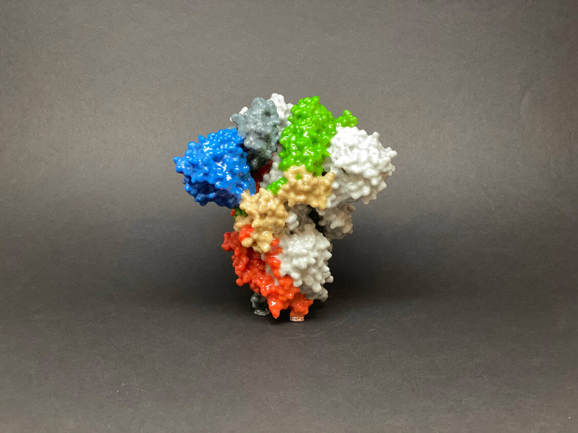 Die Rezeptorbindesdomäne (RBD) von SARS-CoV-2 zeigt ideale Eigenschaften als Antigen für dringend benötigte Tests zum serologischen Nachweis von Antikörpern gegen das Virus bei Menschen, die von einer Infektion genesen sind. / Foto: NIH
