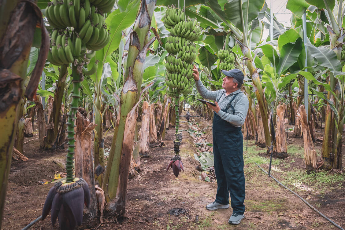 Weltweit gibt es rund 1500 Bananensorten, doch nur die Cavendish wird kommerziell angebaut (hier ein Symbolbild). / Foto: Getty Images/mgstudyo