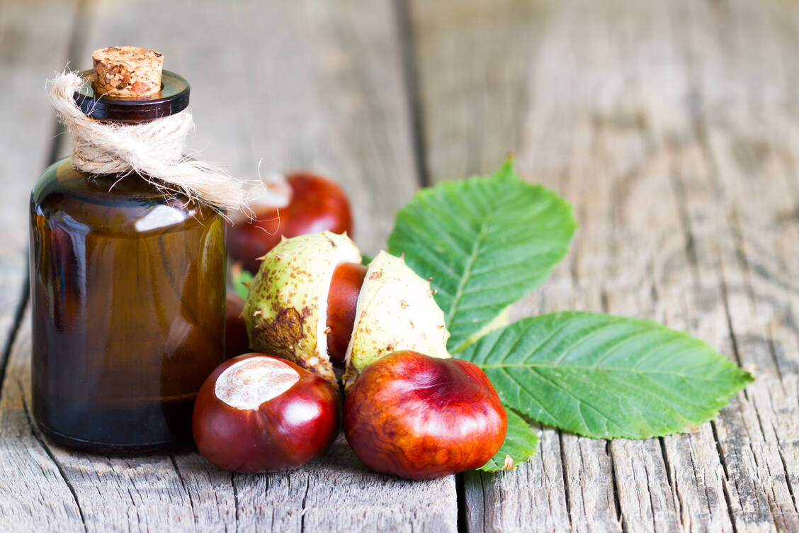 Definierte Extrakte aus Rosskastaniensamen gelten als wirksam bei Venenschwäche, vorausgesetzt, der Extrakt enthalten genügend Aescin. / Foto: Adobe Stock/udra11