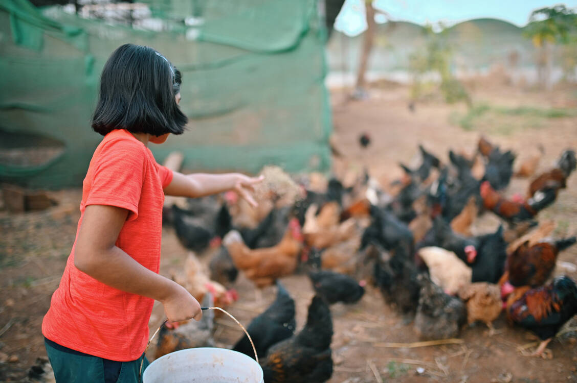 Das schwer an Vogelgrippe erkrankte Kind hatte laut WHO-Angaben Kontakt zu Hühnern (Symbolbild). / Foto: Getty Images/Mayur Kakade