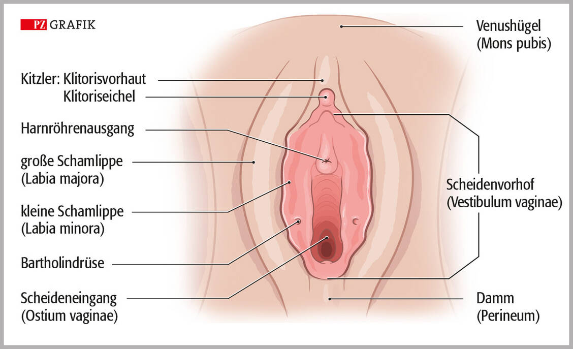 Abbildung: Anatomie der Vulva / Foto: PZ/Stephan Spitzer