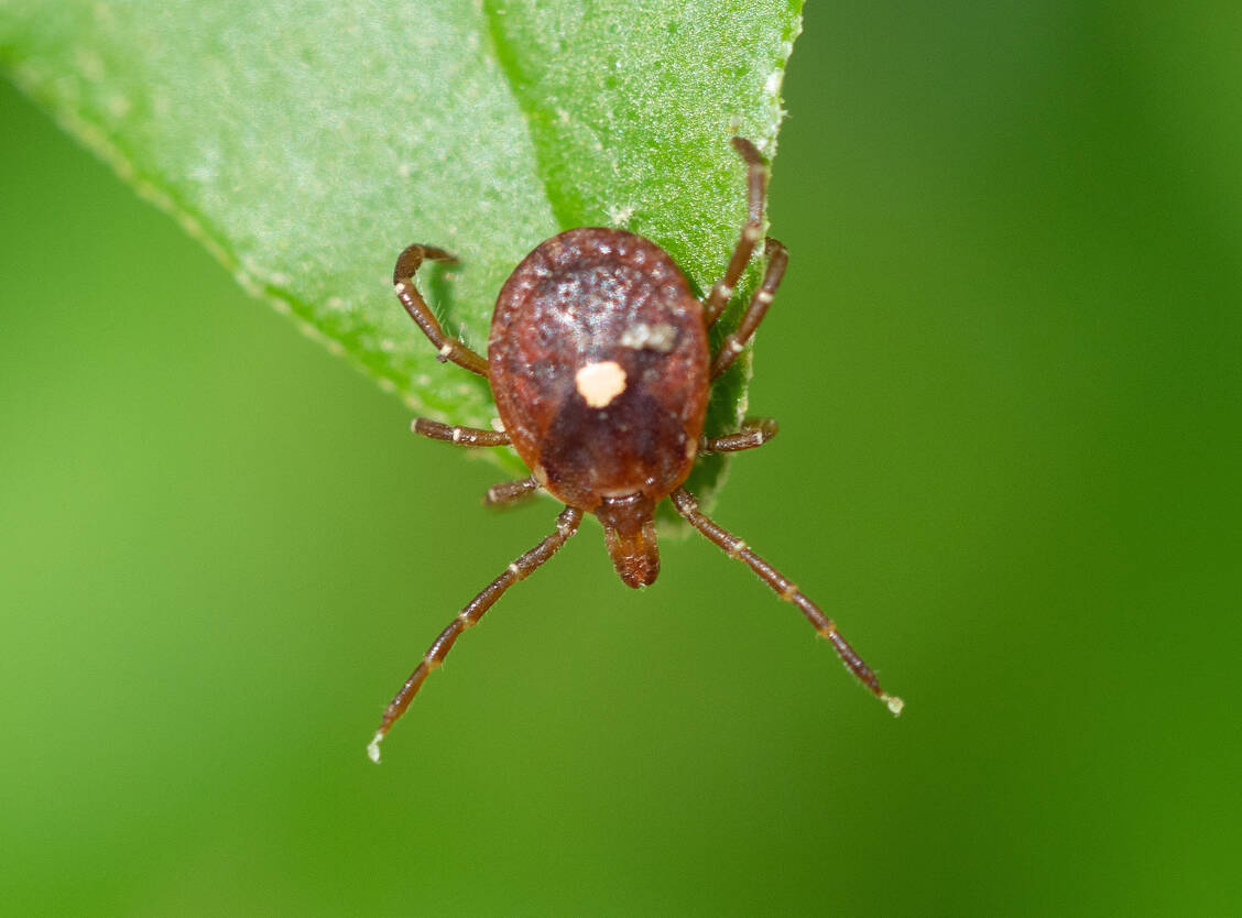 Stiche der vor allem im Osten der USA und in Mexiko verbreiteten Lone-Star-Zecke gelten als Hauptverursacher des α-Gal-Syndroms. / Foto: Adobe Stock/andybirkey