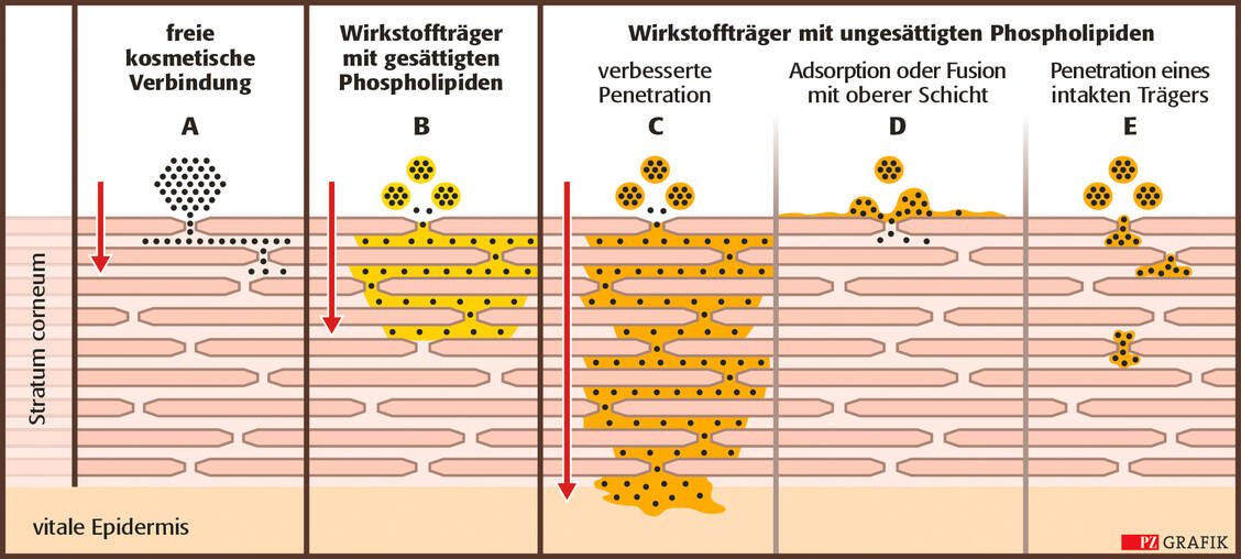 Abbildung 5: Einfluss der Art des Phospholipids (gesättigt oder ungesättigt) in emulsions- oder liposomenbasierten Formulierungen auf den Interaktionsmodus von verkapselten Wirkstoffen und Phospholipiden mit dem Stratum corneum (SC). Schwarze Punkte repräsentieren den Wirkstoff, die unterschiedlichen Farben im SC die Verteilung der applizierten PL. Rote Pfeile: relative Tiefe der Penetration in das SC. / Foto: Stephan Spitzer