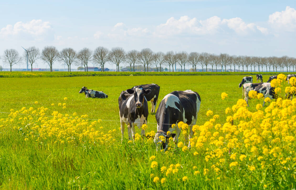 Trotz europarechtlicher Bedenken steht für Österreich die Gesundheit der Menschen im Vordergrund. Der Wirkstoff der Bayer-Tochter Monsanto steht im Verdacht, krebserregend zu sein. / Foto: Adobe Stock/Naj 