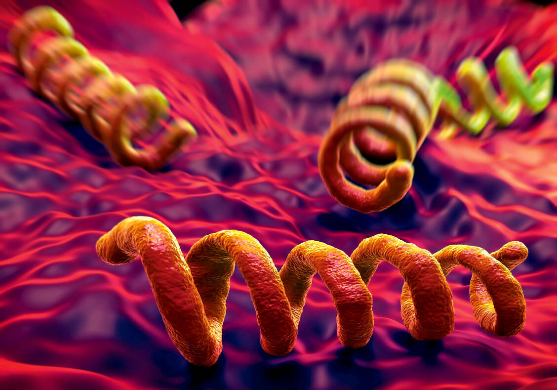 Syphilis wird von dem spiralförmigen Bakterium Treponema pallidum hervorgerufen. / Foto: imago/Science Photo Library