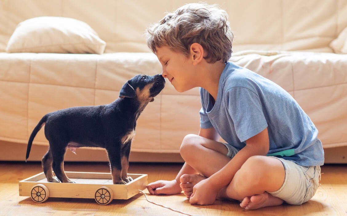 Küsschen: Nur zu gern würden wir glauben, dass unser Hund uns auch liebt. Doch Forscher sind sich uneins, ob sich jede menschliche Emotion im Tierreich wiederfindet.  / Foto: Shutterstock/2021 My Good Images