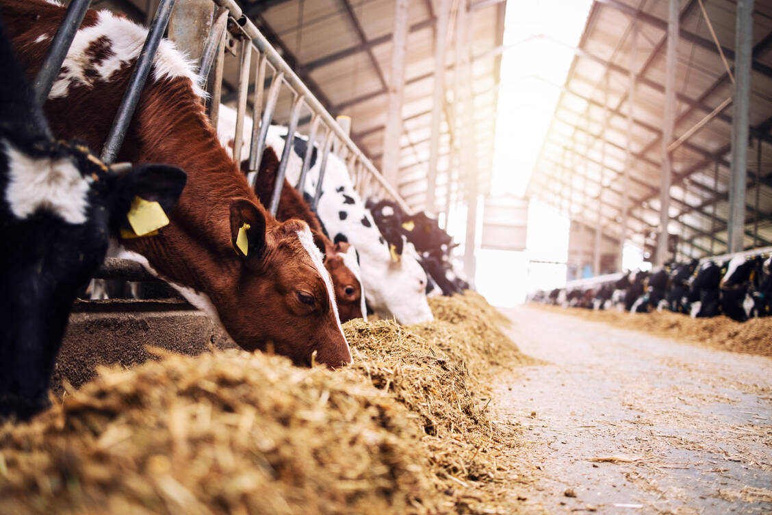 Der Einsatz von Antibiotika in der Massentierhaltung fördert die Verbreitung von Resistenzen.  / Foto: Adobe Stock/littlewolf1989
