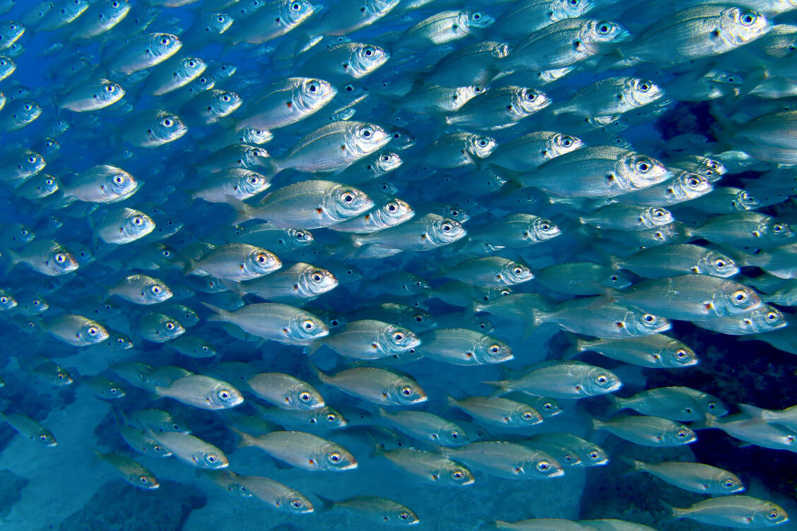In einer Gruppe orientieren sich Fische nur an ihren lokalen Nachbarn. Das gilt auch für Menschen. Schwarmgesetze aus dem Tierreich zu kennen, kann für ganz unterschiedliche Lebensbereiche interessant sein. / Foto: Adobe Stock/IKER