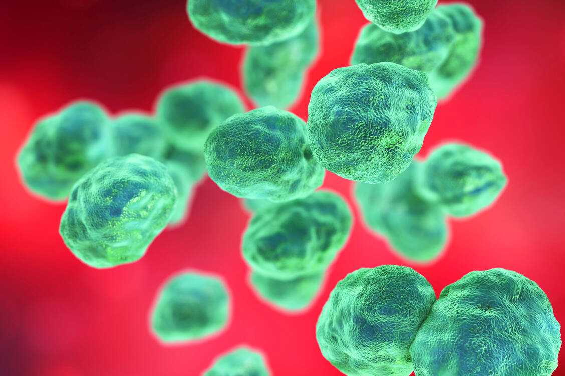 Francisella tularensis gilt auch als potenzielle Biowaffe. 10 bis 15 Bakterien können für eine Infektion ausreichen. / Foto: Adobe Stock/Dr_Microbe