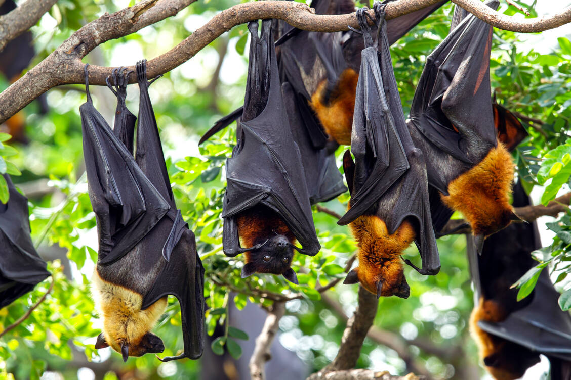 Flughunde sind das natürliche Reservoir des Nipah-Virus. Weil ihr Lebensraum schrumpft, kommen sie zunehmend mit Menschen in Berührung. / © Getty Images/Nitat Termmee