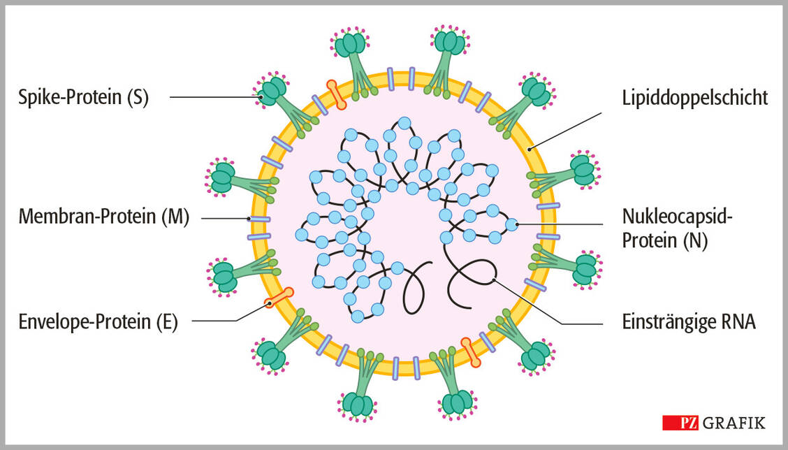 Der Aufbau von SARS-CoV-2: Das Nucleocapsid-Protein umgibt das einsträngige RNA-Genom des Erregers. Die Hülle des Virus ist eine Lipiddoppelschicht, in die verschiedene Strukturproteine eingefügt sind. Neben dem Spike-Protein sind das auch ein Membran- und ein Envelope-Protein. / Foto: Stephan Spitzer