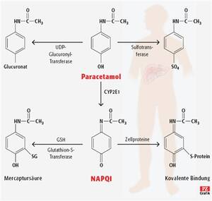 Der Metabolismus von Paracetamol ist ein klassiches Beispiel für eine vorhersehbare Hepato­toxizität. Nach einer Überdosierung oder bei prädisponierten Personen fällt viel N-Acetyl­chinonimin (NAPQI) an, das nach Erschöpfung der Speicher von reduziertem Glutathion (GSH) kovalente Bindungen mit Leberproteinen eingeht und zum Zelluntergang führt.