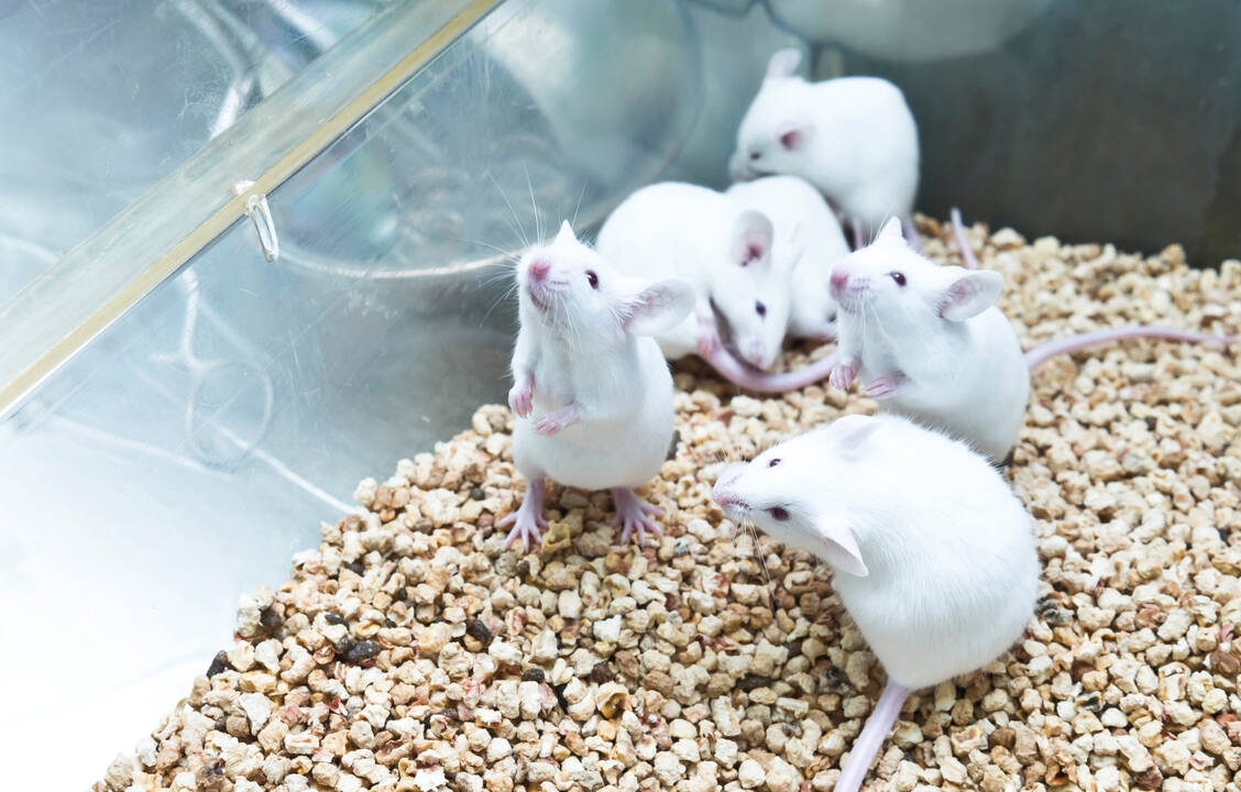 Mäuse sind soziale Tiere, die ihren Artgenossen offensichtlich sogar Erste Hilfe leisten. / © Getty Images/unoL