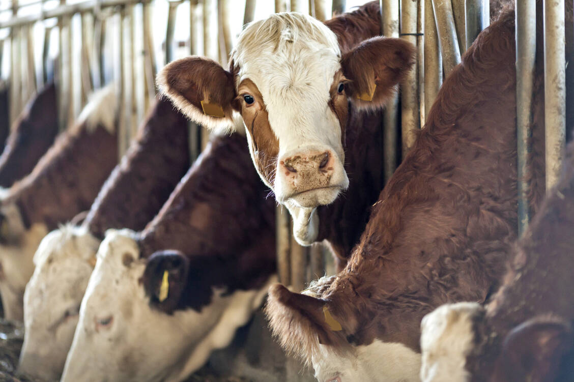 Den größten Anteil an der Feinstaub-Belastung mit 45 Prozent hat laut neuer Studie die Landwirtschaft, insbesondere die Massentierhaltung.. Foto: iStock/123ducu