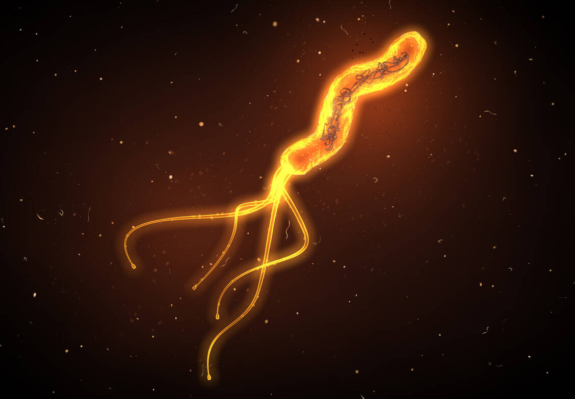 Das Bündel rotierender Geißeln an einem Ende der Bakterienzelle benötigt Helicobacter pylori zur Fortbewegung im zähflüssigen Magenschleim.  / Foto: AdobeStock/ Axel Kock