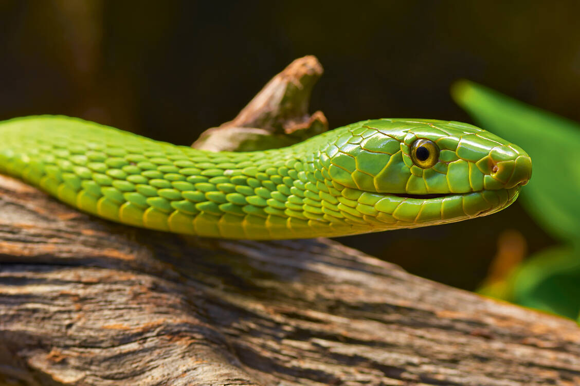 Die grüne Mamba zählt zu den giftigsten der weltweit circa 700 Schlangenarten, die zur Jagd auf Beute und zur Verteidigung Giftstoffe einsetzen.  / Foto: Shutterstock/Juan Novakosky