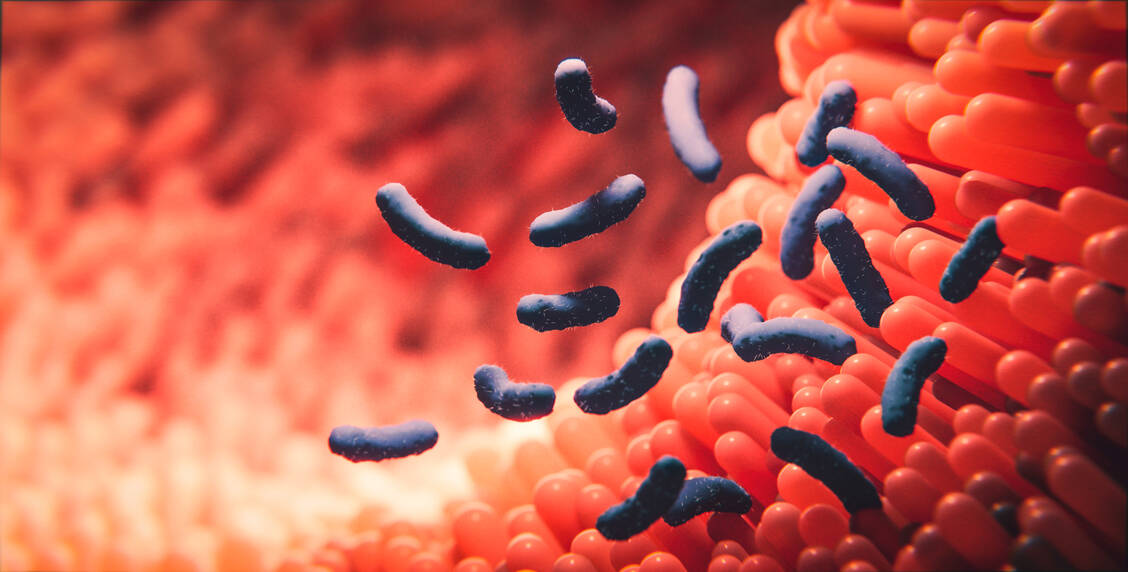 Das Darmmikrobiom beeinflusst auch das Immunsystem und damit auch die Reaktionen auf Infektionen. / Foto: Adobe Stock/skd