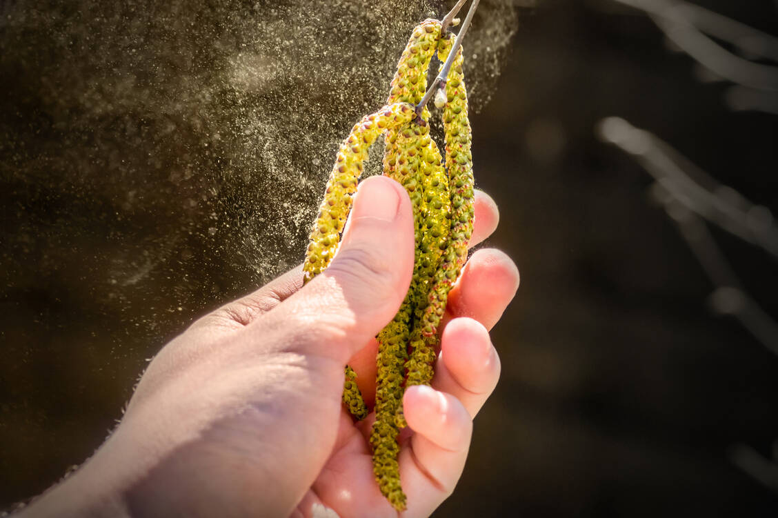 Birkenpollen führen bei Allergikern zurzeit verstärkt zu tränenden Augen und Niesattacken. / Foto: Getty Images/Gregory_DUBUS