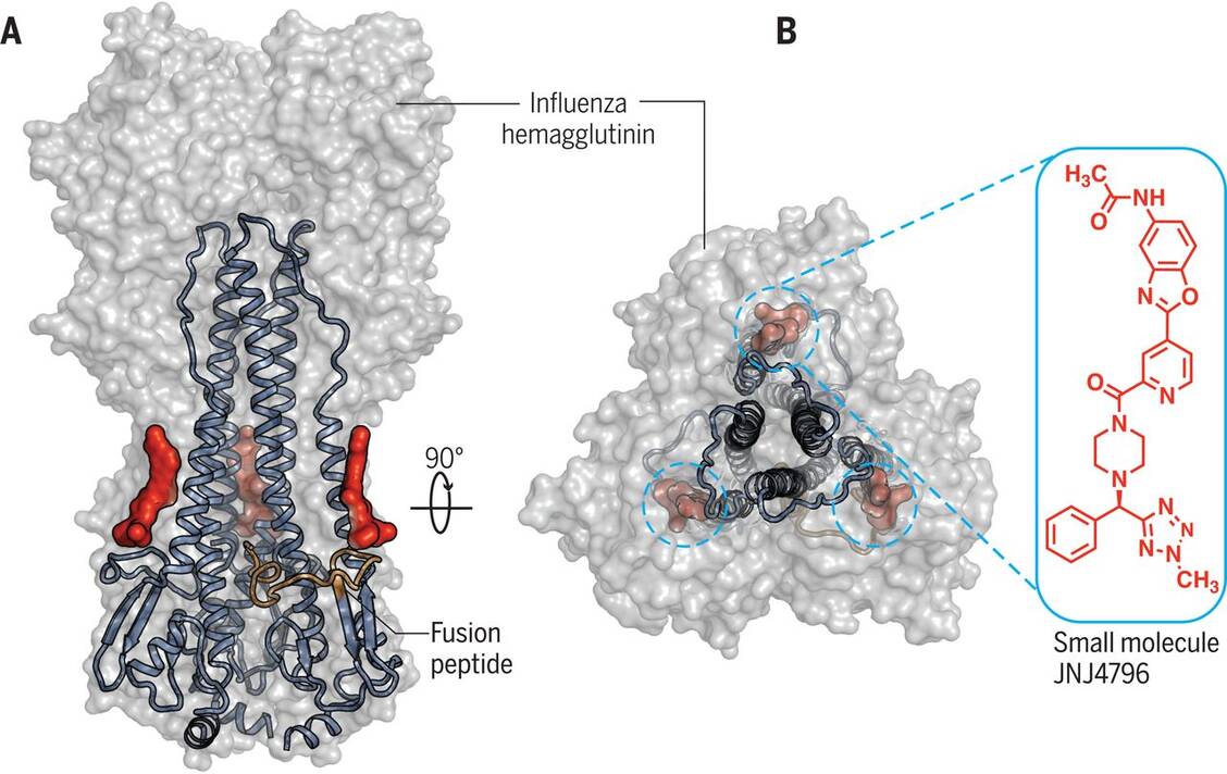 (A)Kristallstruktur von JNJ4796 (rot) mit dem Hämagglutinin eines H1N1-Stamms. (B) Axiale Sicht auf das Hämagglutinin, bestehend aus drei Untereinheiten, mit drei identischen Bindungsstellen für den Arzneistoffkandidaten (blau umkreist). / Foto: Science/M.J.P. van Dongen et al.