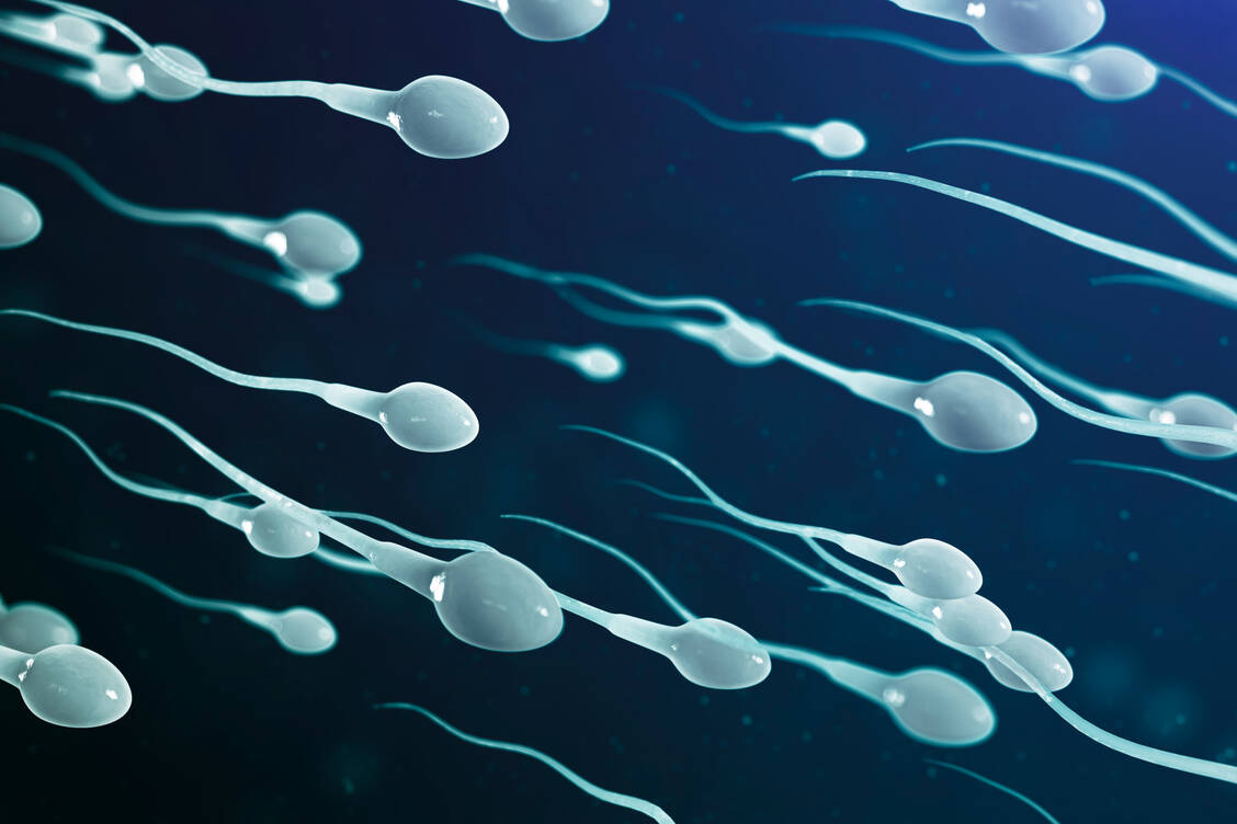 Die Verfahren, mit denen die Qualität der Spermien getestet werden, sind etwa 50 Jahre. Das bemängeln internationale Experten und fordern mehr Forschung zur männlichen Infertilität. / Foto: Adobe Stock/rost9