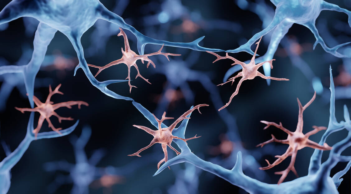 Mikroglia (rosa) sind Immunzellen des ZNS. Ab der Lebensmitte werden die von Geburt an angelegten Zellen beim Menschen durch Immunzellen aus dem Blut ausgetauscht.  / © Getty Images/Artur Plawgo