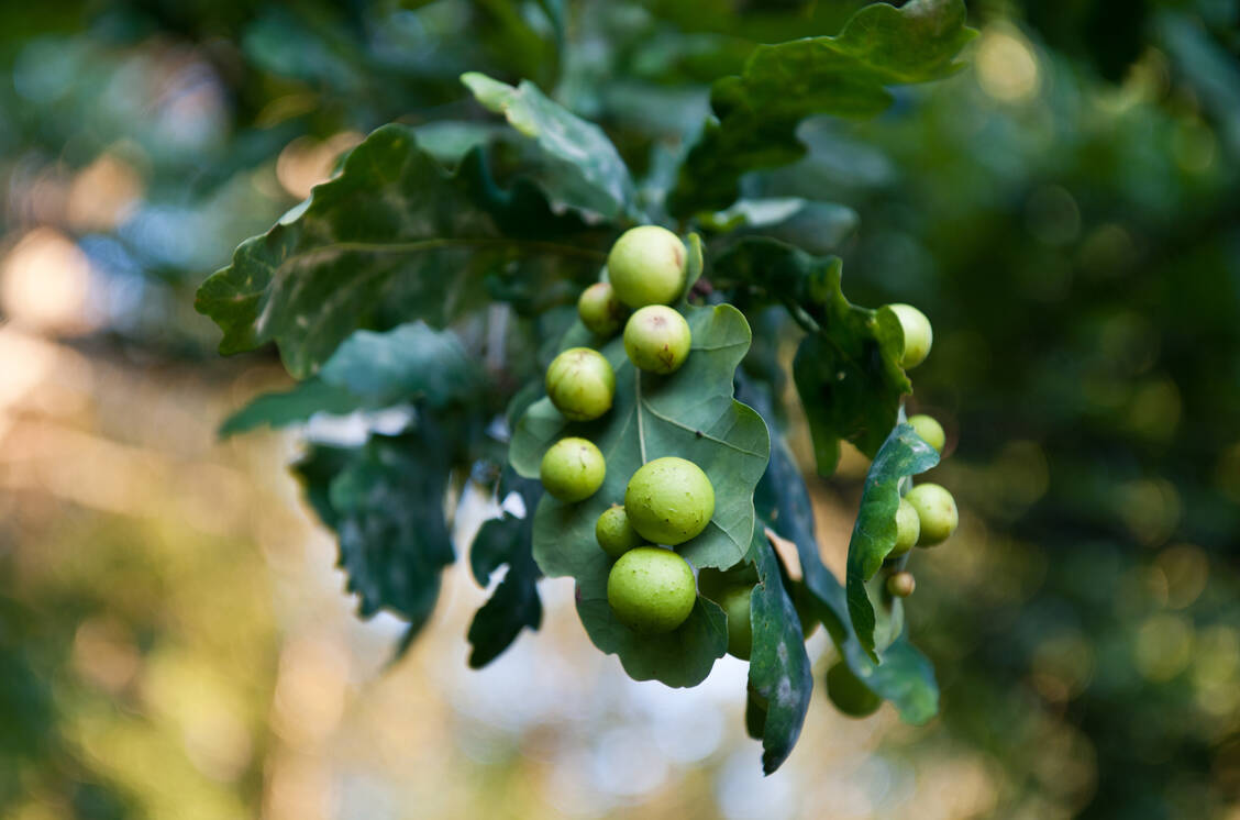 Tannin wird aus dem Gallapfel gewonnen. Dieser klingt rein pflanzlich, ist es aber nicht. / Foto: Adobe Stock/E.O.