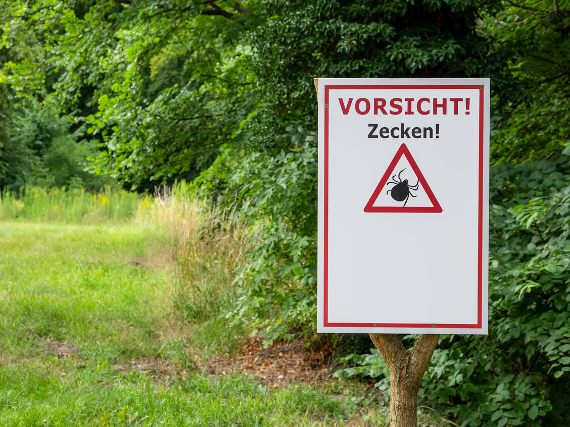 Zecken übertragen neben FSME auch Borreliose, gegen letztere ist kein Impfstoff auf dem Markt. / © Getty Images/Animaflora Picsstock