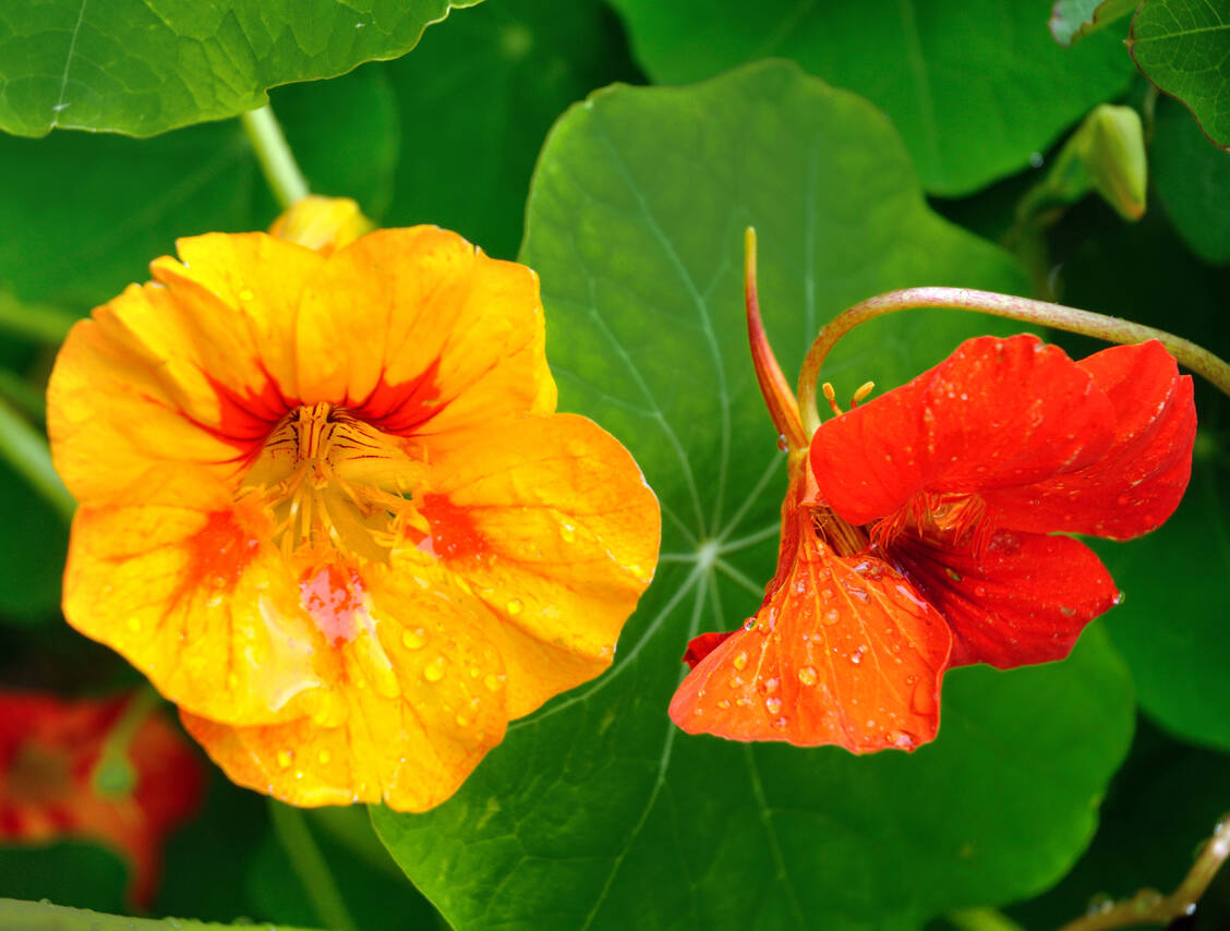 Blätter und Blüten der Kapuzinerkresse enthalten antibakteriell wirksame Senfölglykoside. / © Getty Images/Karin Hartman