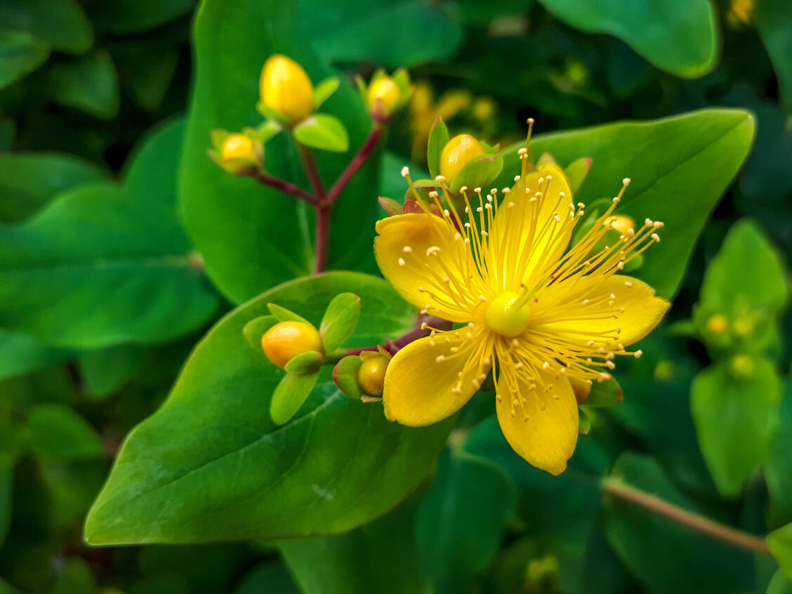 Hypericum perforatum hat charakteristische gelbe Blüten, die beim Zerreiben rot werden. Verantwortlich dafür ist das rote Anthrachinon-Derivat Hypericin. / © Adobe Stock/Lilli Bähr