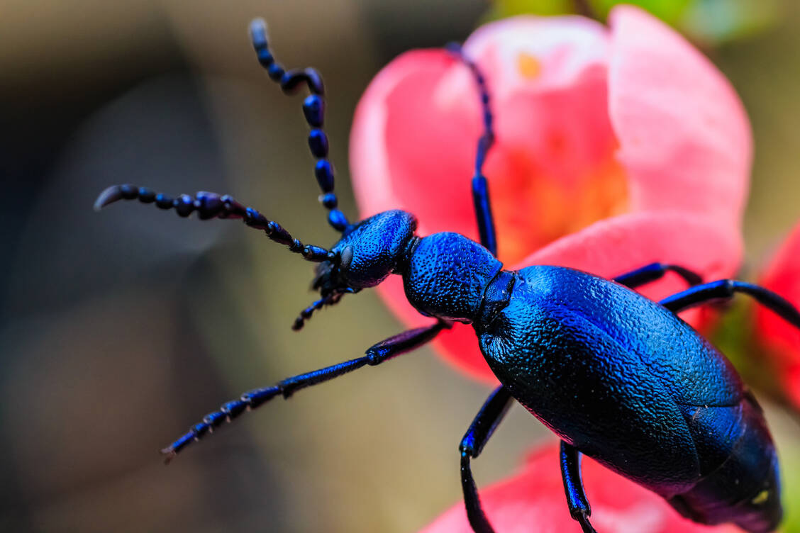 Der Schwarzblaue Ölkäfer ist eine gefährdete Art.  / Foto: Adobe Stock/Frank Zisler