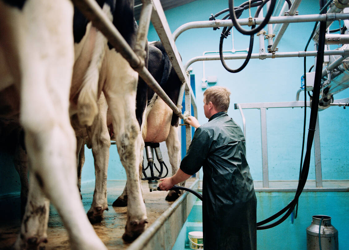 Eine Übertragung des Vogelgrippevirus H5N1 fand in den USA wohl vor allem über das Melken statt (Symbolbild). Eine Infektion über das Euter verlief im Experiment deutlich stärker als bei einer Infektion über Mund und Nase. / Foto: Getty Images/Helen King