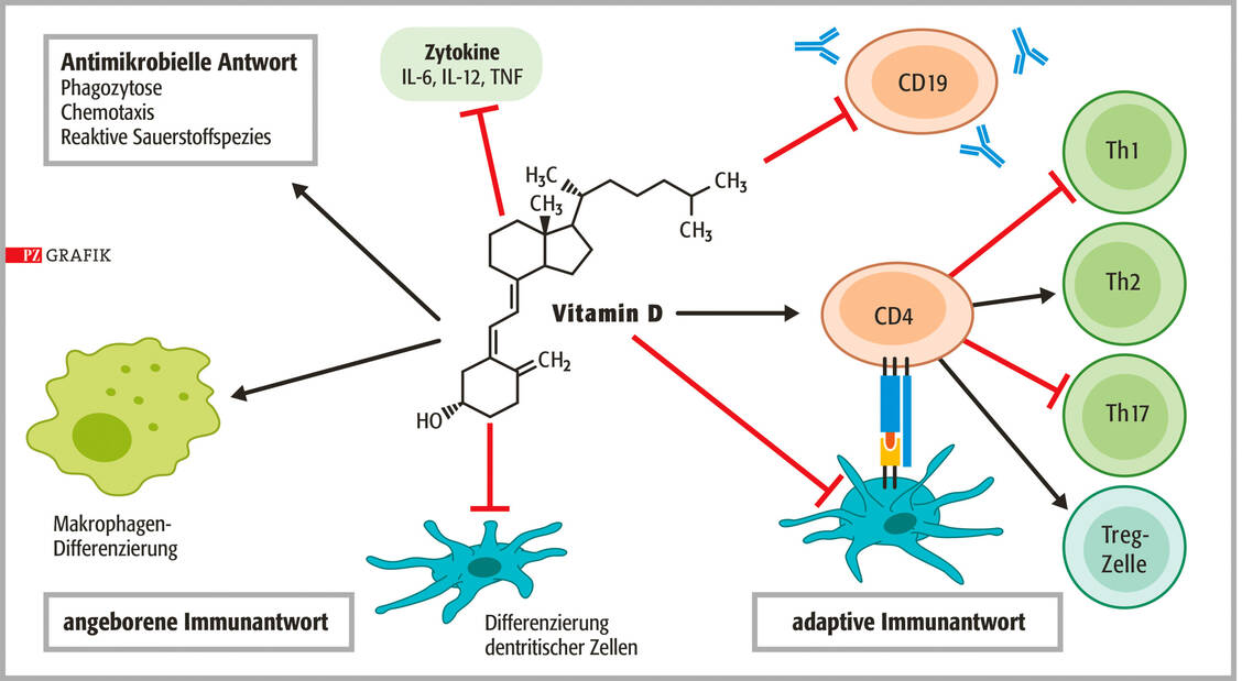 Autokrine und parakrine Effekte | PZ – Pharmazeutische Zeitung