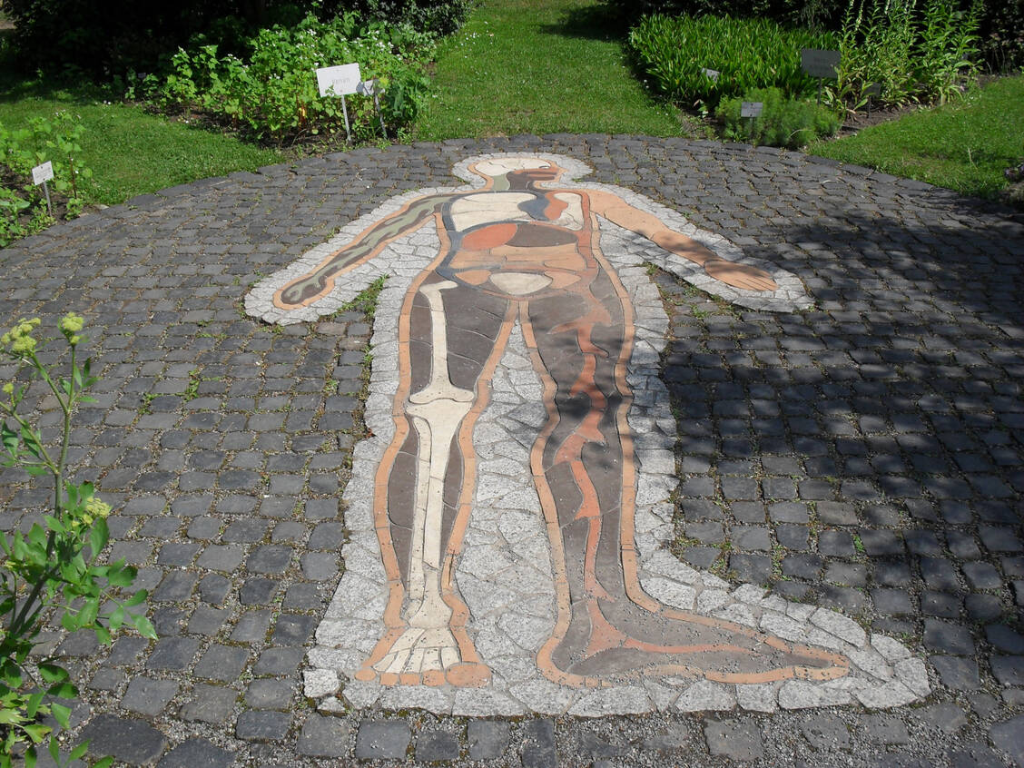 Der überlebensgroße „Mosaikmensch“ im Apothekergarten in Hannover zeigt die Organe, auf die Heilpflanzen wirken. / © Apothekerkammer Niedersachsen
